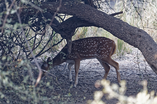 Keoladeo national park-031